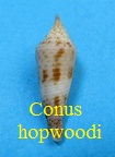 Conus hopwoodi, Tomlin 1937 RKK270 Fusi